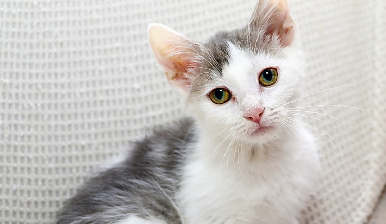 These Charlotte-based kittens are up for adoption and in need of a good home