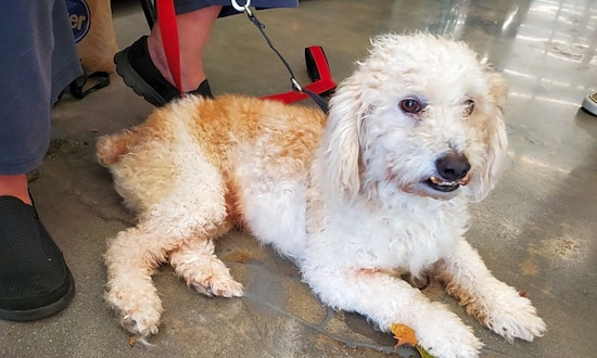 5 lovable pups to adopt now in Atlanta