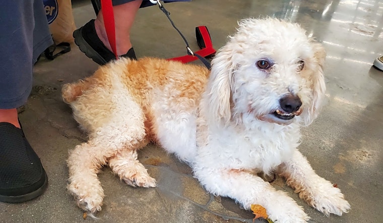 5 lovable pups to adopt now in Atlanta