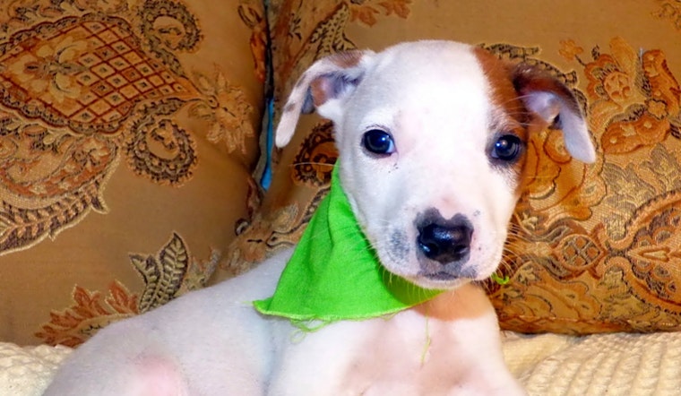 Looking to adopt a pet? Here are 4 cuddly canines to adopt now in Jacksonville