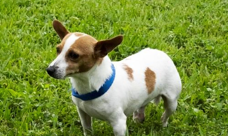 Want to adopt a pet? Here are 5 delightful doggies to adopt now in Miami