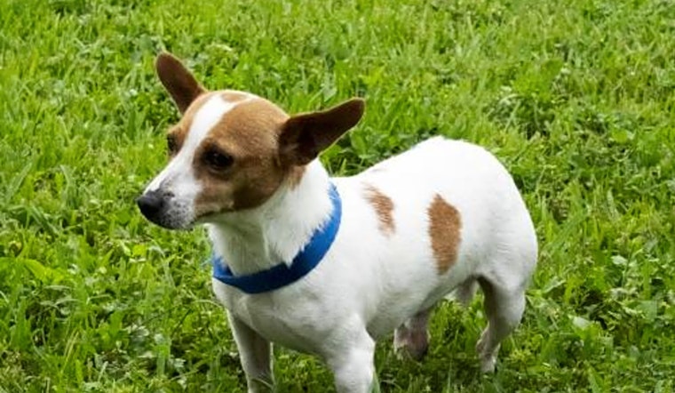 Want to adopt a pet? Here are 5 delightful doggies to adopt now in Miami