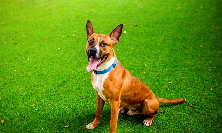 6 delightful doggies to adopt now in Saint Petersburg