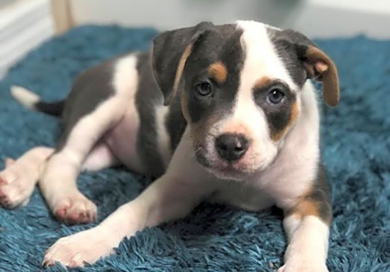 Looking to adopt a pet? Here are 6 perfect puppies to adopt now in Tampa