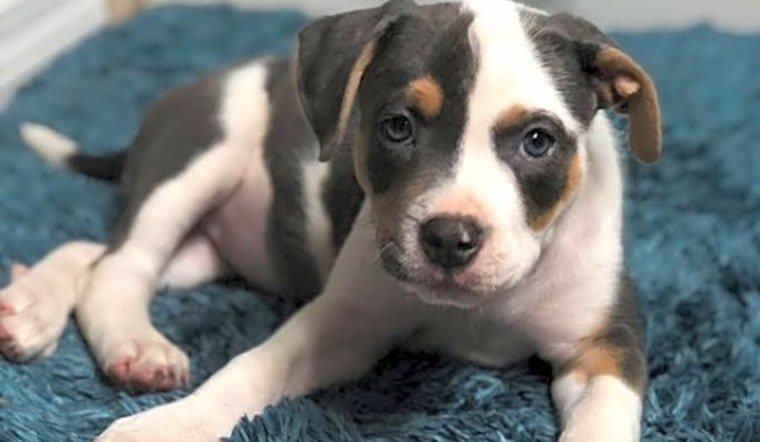 Looking to adopt a pet? Here are 6 perfect puppies to adopt now in Tampa