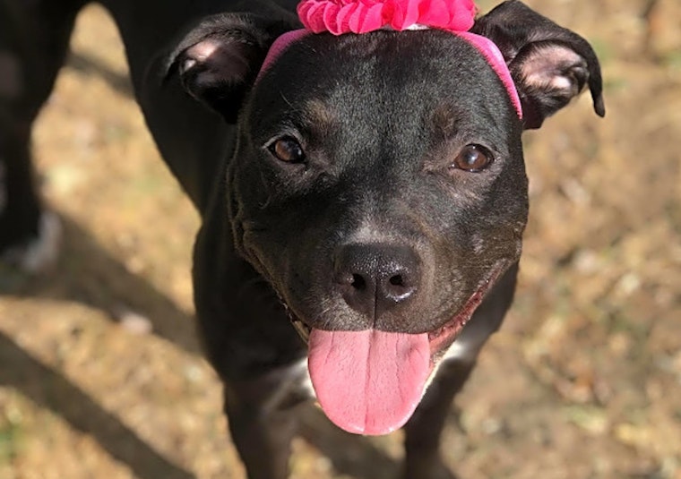 Want to adopt a pet? Here are 6 delightful doggies to adopt now in Louisville