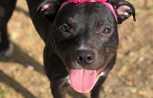 Want to adopt a pet? Here are 6 delightful doggies to adopt now in Louisville