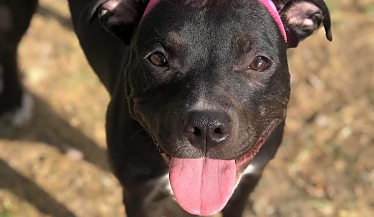 Want to adopt a pet? Here are 6 delightful doggies to adopt now in Louisville