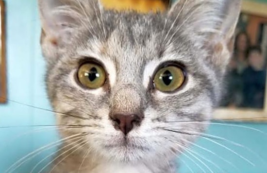 6 cute-as-can-be kittens to adopt now in Washington