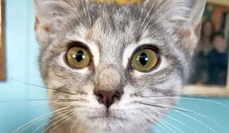 6 cute-as-can-be kittens to adopt now in Washington