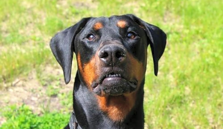 7 lovable pups to adopt now in Minneapolis