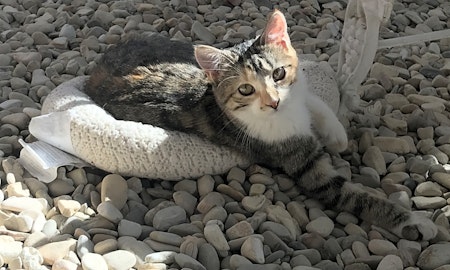 Want to adopt a pet? Here are 7 cool kitties to adopt now in Bakersfield
