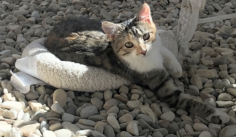 Want to adopt a pet? Here are 7 cool kitties to adopt now in Bakersfield