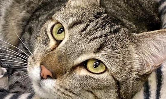 6 furry felines to adopt now in Sacramento