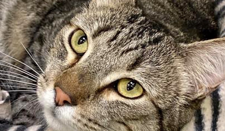 6 furry felines to adopt now in Sacramento