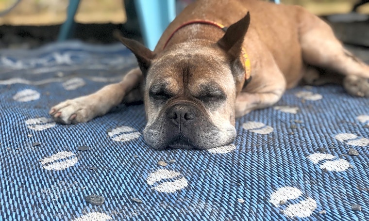 5 delightful doggies to adopt now in Seattle