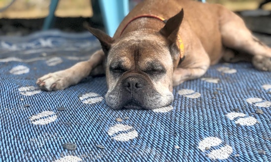 5 delightful doggies to adopt now in Seattle