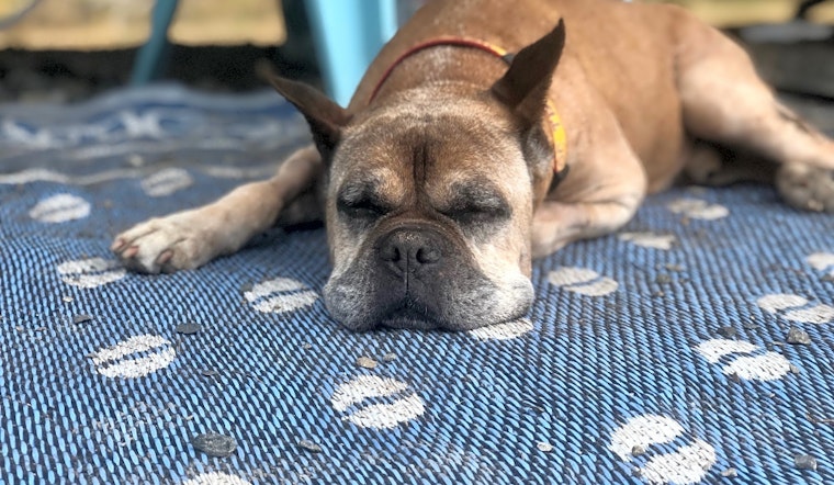 5 delightful doggies to adopt now in Seattle