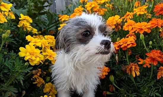6 lovable pups to adopt now in San Francisco
