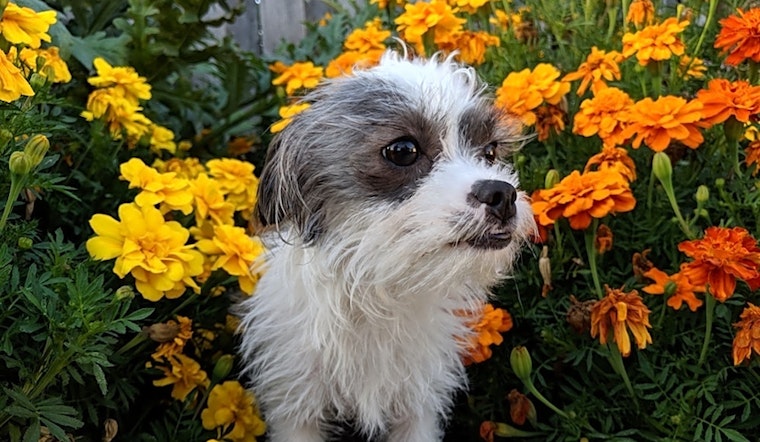 6 lovable pups to adopt now in San Francisco
