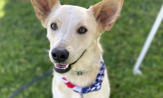 6 lovable pups to adopt now in San Diego