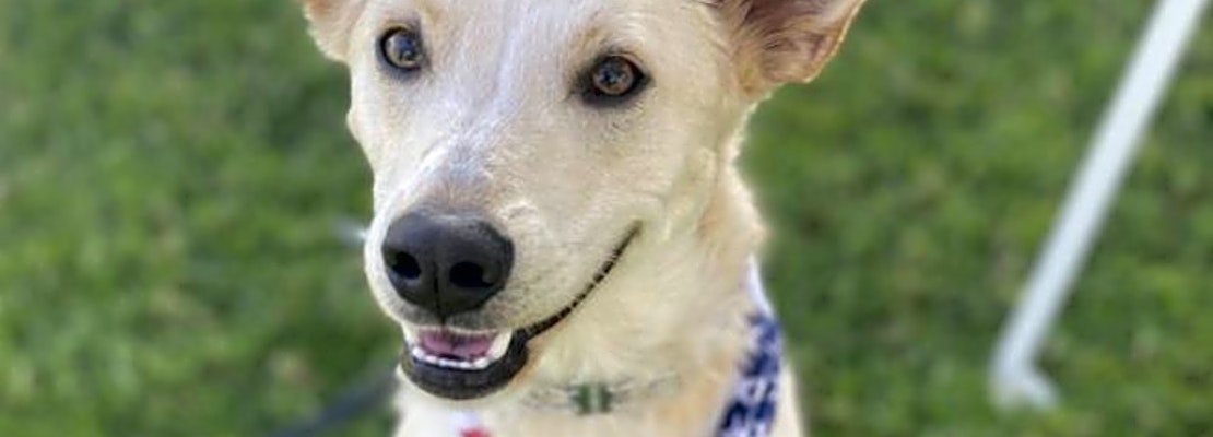 6 lovable pups to adopt now in San Diego