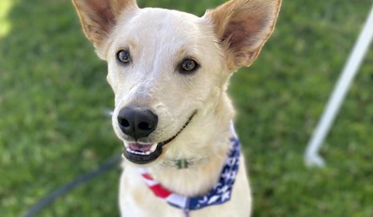 6 lovable pups to adopt now in San Diego