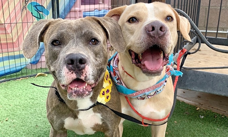 6 cuddly canines to adopt in Santa Ana