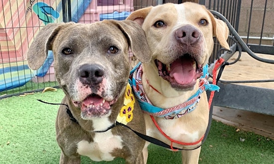 6 cuddly canines to adopt in Santa Ana