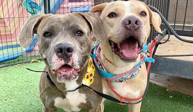 6 cuddly canines to adopt in Santa Ana