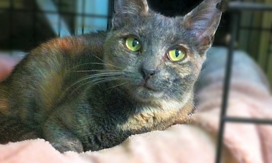 Looking to adopt a pet? Here are 7 charming cats to adopt now in Long Beach