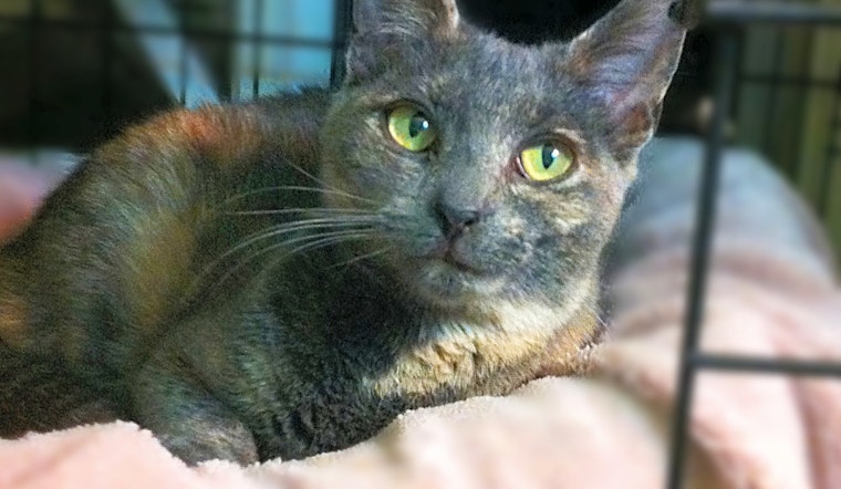 Looking to adopt a pet? Here are 7 charming cats to adopt now in Long Beach