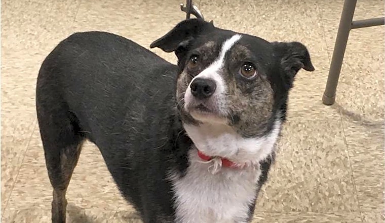 These Tucson-based pups are up for adoption and in need of a good home
