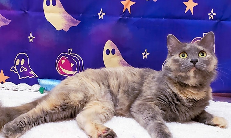 Looking to adopt a pet? Here are 4 cool kitties to adopt now in Mesa