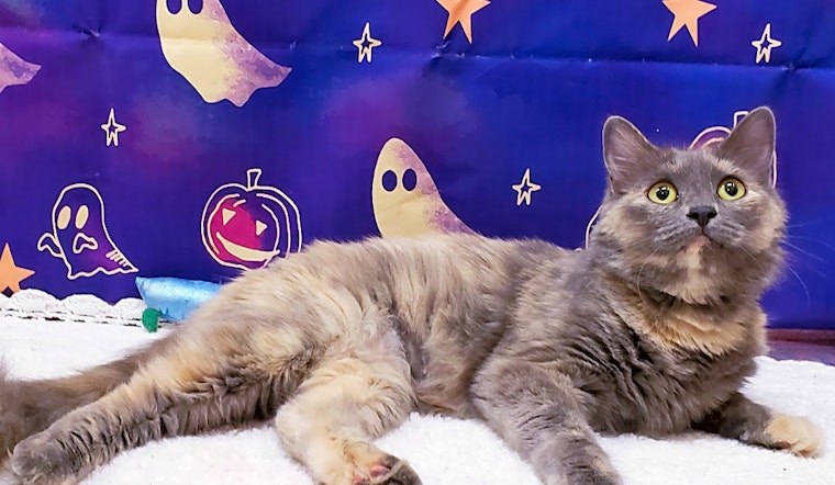Looking to adopt a pet? Here are 4 cool kitties to adopt now in Mesa