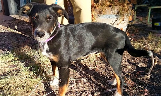 4 perfect puppies to adopt now in Colorado Springs