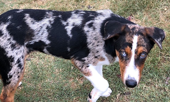 Looking to adopt a pet? Here are 6 lovable pups to adopt now in Austin