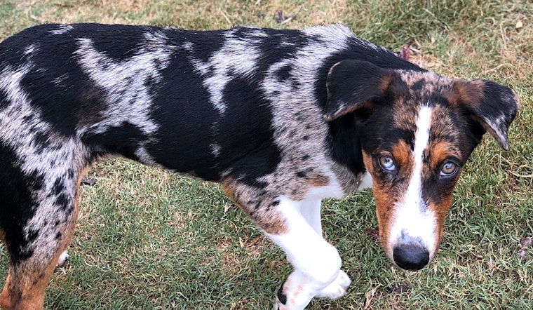 Looking to adopt a pet? Here are 6 lovable pups to adopt now in Austin