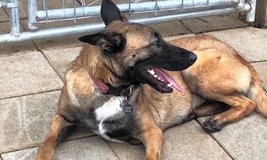 6 delightful dogs ready for adoption now in Plano