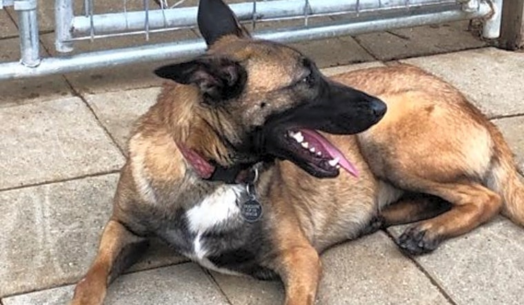 6 delightful dogs ready for adoption now in Plano