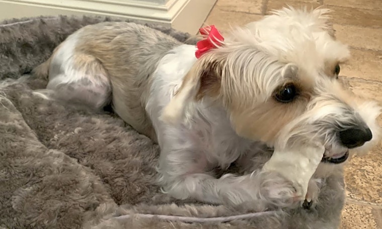 These Dallas-based dogs are up for adoption and in need of good homes
