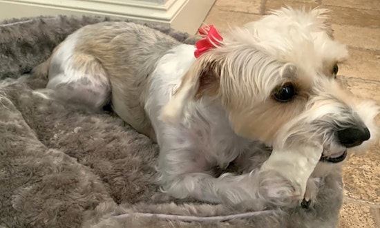 These Dallas-based dogs are up for adoption and in need of good homes