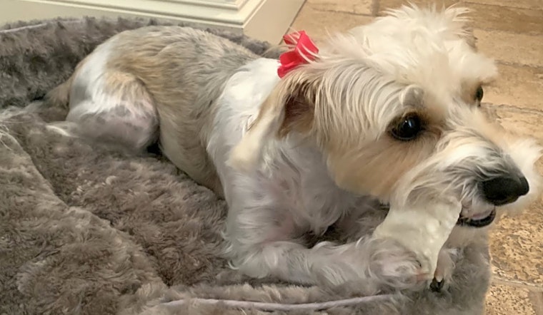 These Dallas-based dogs are up for adoption and in need of good homes
