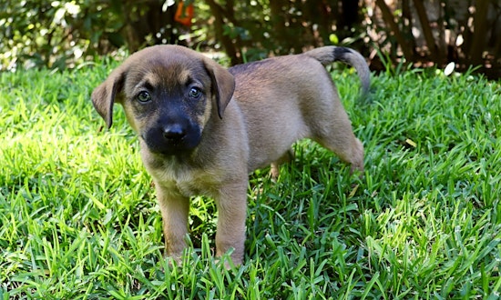 Want to adopt a pet? Here are 3 cuddly canines to adopt now in San Antonio