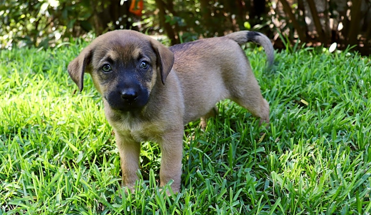 Want to adopt a pet? Here are 3 cuddly canines to adopt now in San Antonio