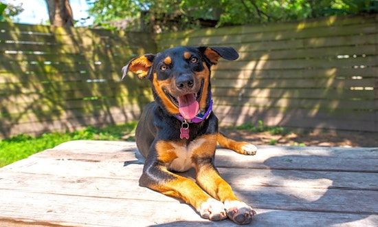 Looking to adopt a pet? Here are 6 cuddly canines to adopt now in Houston
