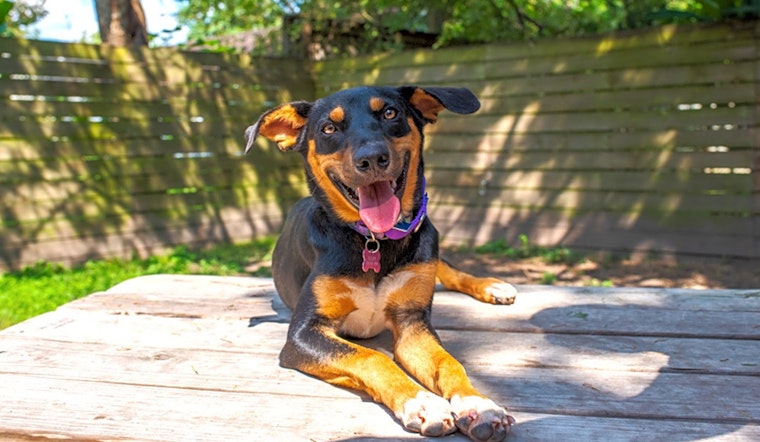 Looking to adopt a pet? Here are 6 cuddly canines to adopt now in Houston