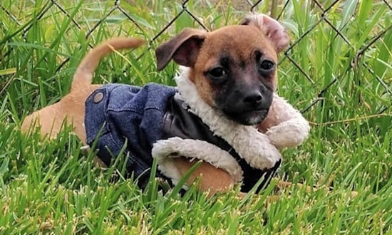 Looking to adopt a pet? Here are 6 precious puppies to adopt now in New Orleans