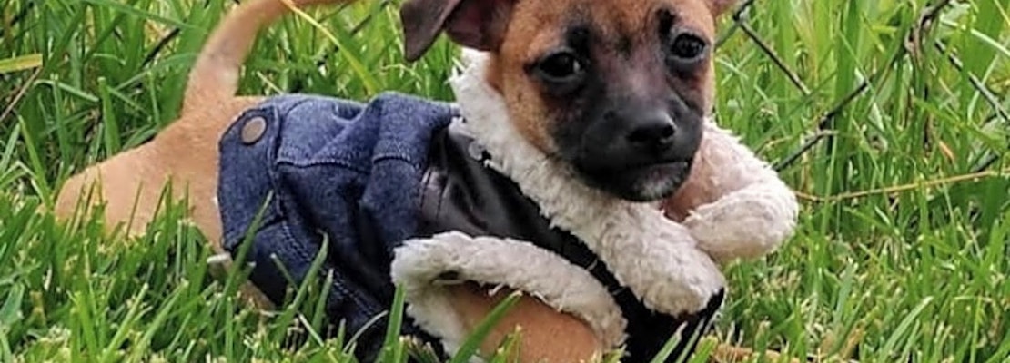 Looking to adopt a pet? Here are 6 precious puppies to adopt now in New Orleans