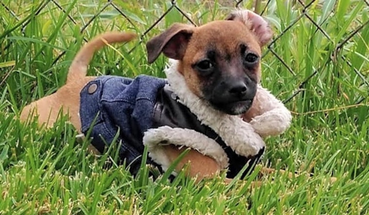 Looking to adopt a pet? Here are 6 precious puppies to adopt now in New Orleans